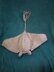 Stingray (Manta Ray)