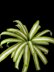 Crochet Spider plant pattern