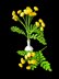 Crochet Tansy flowers