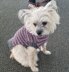 Snazzy Stripes Dog Sweater - XS,S, M