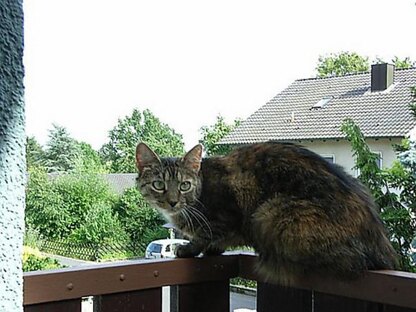 Cat bookmark