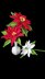Crochet Poinsettia flowers