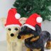 Free Dog Christmas Santa Hat