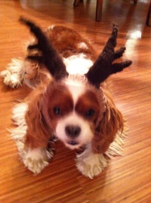 ROFL Dog Antlers