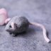 Mouse Knitting Pattern - Knitted Mouse