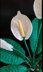 Crochet Peace Lily flowers