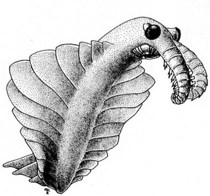 Anomalocaris