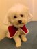 Elegant Christmas pet cape cloak coat