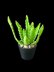 Crochet Aloe Vera plant