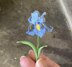 Iris flower