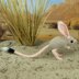 Jerboa