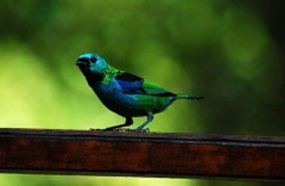 Tanager