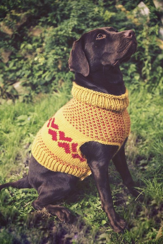 Dog sweaters 2025 for labs