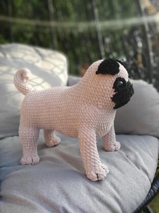 Pug dog