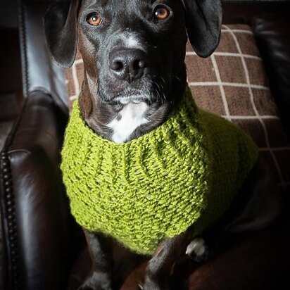 Dandy Dog Sweater