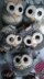 Hopeful Owls