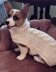 Cable Crochet Dog Sweater