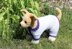 Dog Simple Chunky Onesie