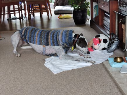 Dog Jumper #2