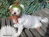 Knitting Pattern Dragon dog hat for small dog Size XS