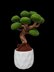 Juniper Bonsai tree