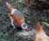 "Christmas Pudding" Chicken Coat With Matching Hat