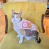 Daisy Cat Sweater