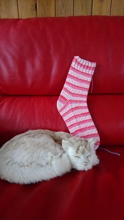 Socks #5