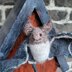 Vesper bat