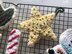 Christmas Sugar Cookie Star Ornament