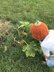 Pumpkin Beanie Hat