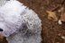 Deramores Old English Sheepdog PDF.