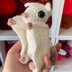 Sassy the Sugar Glider Amigurumi