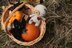 Mr.Button and his freaky friends - Halloween Limited Edition