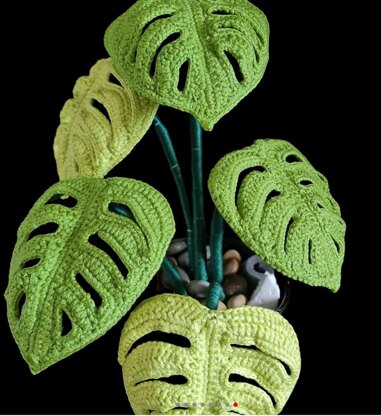 Monstera  Swiss Cheese plant