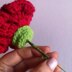 Carnation flower