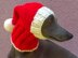 Santa Dog Hat