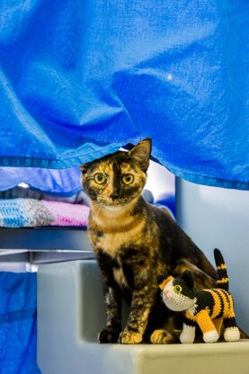 Daffy the Cat for Battersea