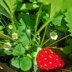 Strawberry keyring