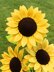 Sunflower Crochet Pattern