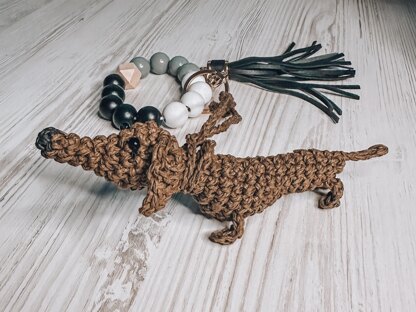 Dachshund