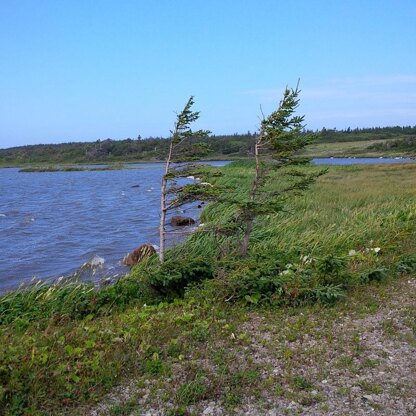 Windswept Trees