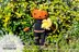 Mr Pumpkin amigurumi doll