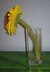 Sunflower knitting pattern