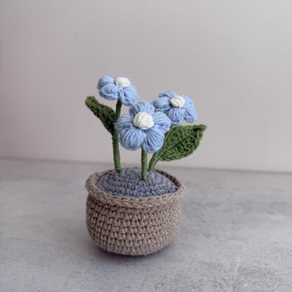 Puff Flower Plant