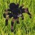 Tarantula