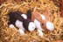 Deramores Dutch Bunnies in Deramores PDF