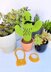 Curtis the Cactus