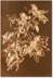 Sizzix Texture Fades Embossing Folder By Tim Holtz - Poinsettia