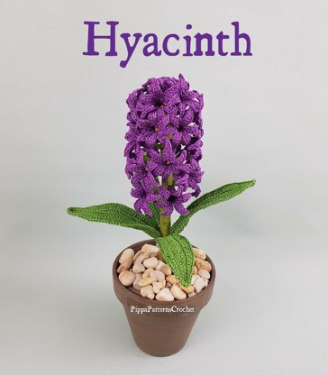 Hyacinth